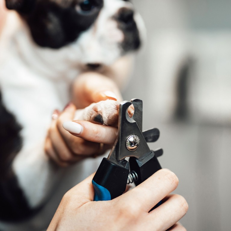 Modern dog grooming salon based in Wombourne, South Staffordshire