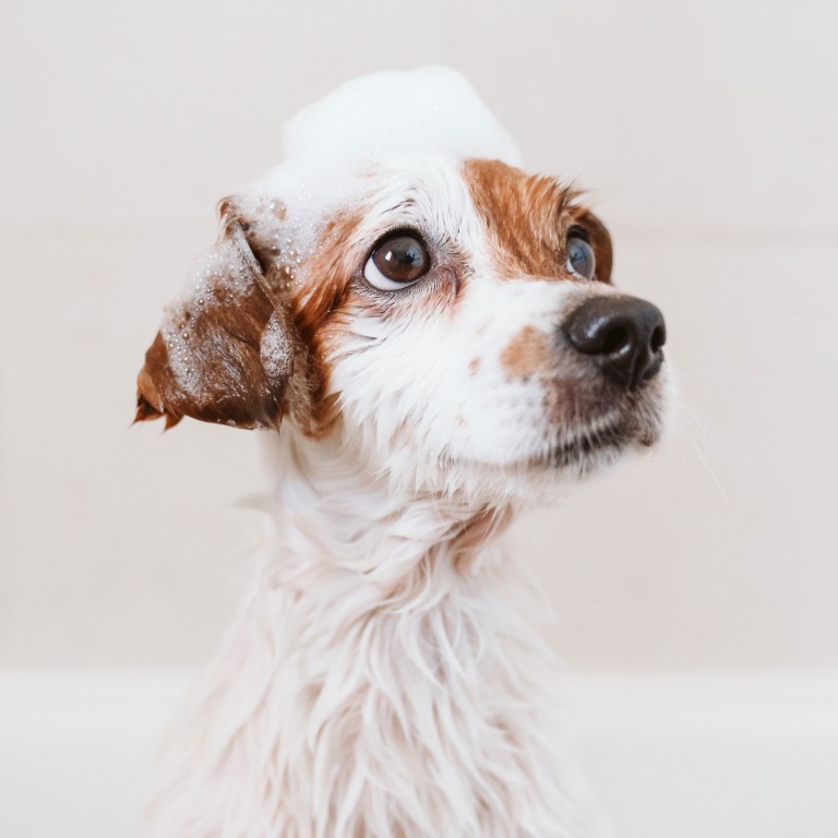 Modern dog grooming salon based in Wombourne, South Staffordshire