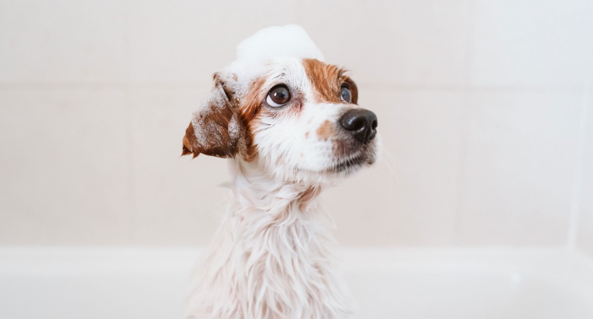 Sniffers Dog Grooming Wombourne